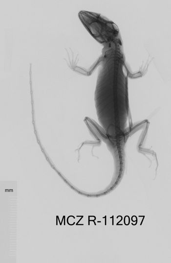 Media type: image;   Herpetology R-112097 Aspect: dorsoventral x-ray